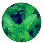 Peppermint Medicinal Uses