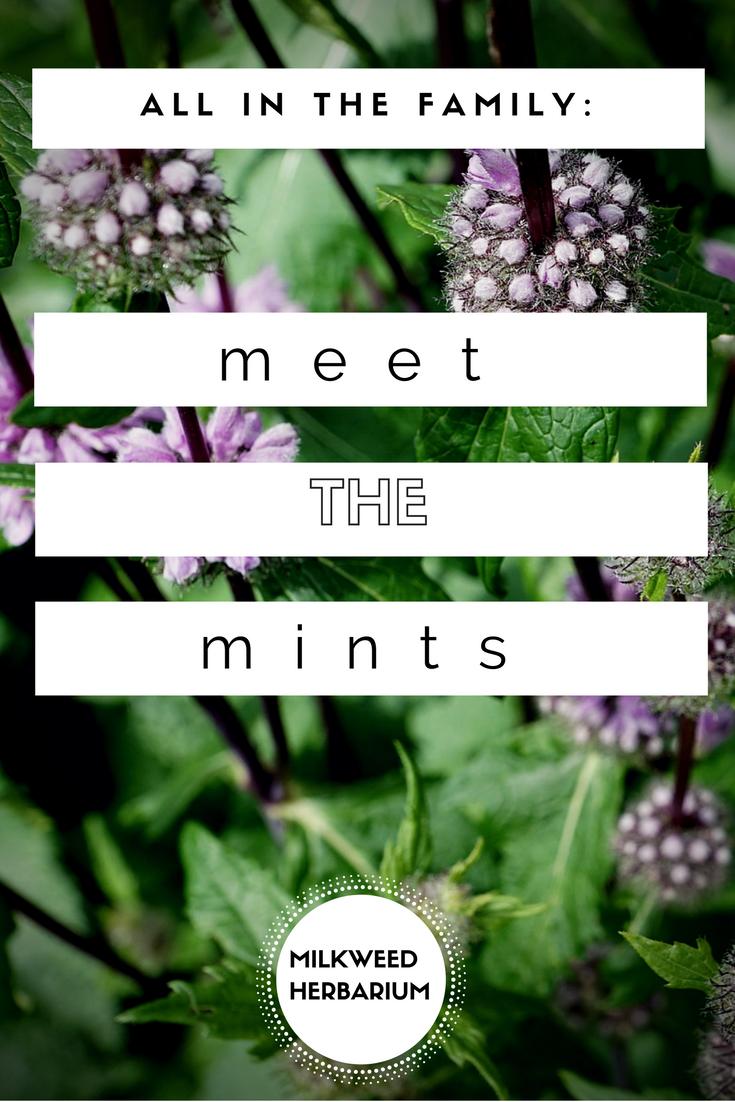 Meet The Mints
