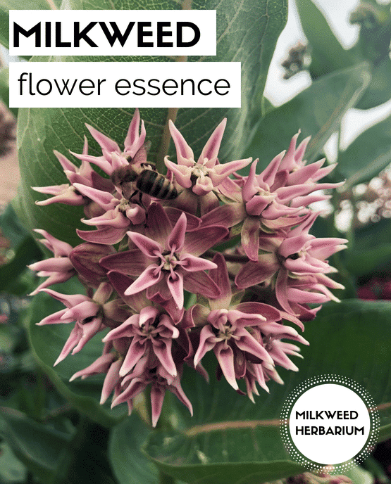 Milkweed Flower Essence