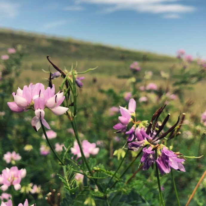 Crown Vetch Flower Essence Milkweed Herbarium